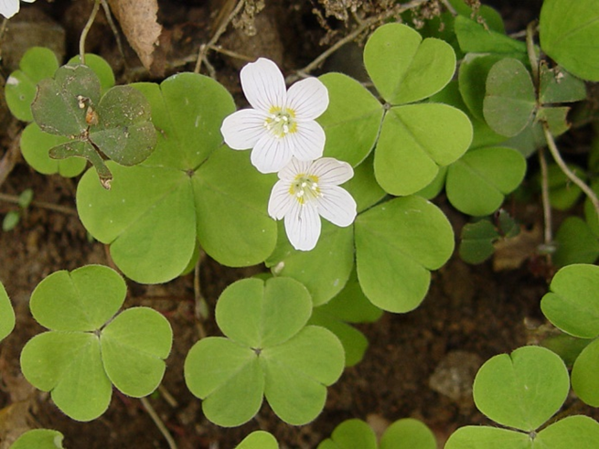 Skovsyre - Oxalis aceto sella