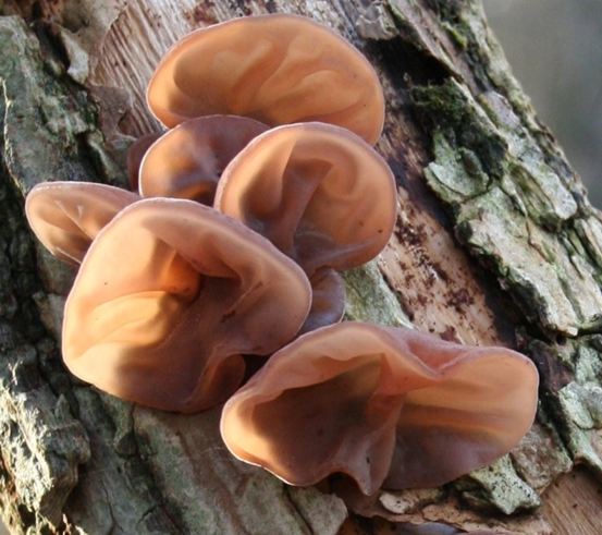 Skyøre - judasøre - Auricularia auricula