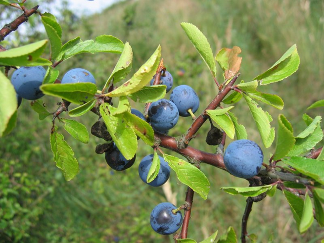 Slåen - Prunus spinosa