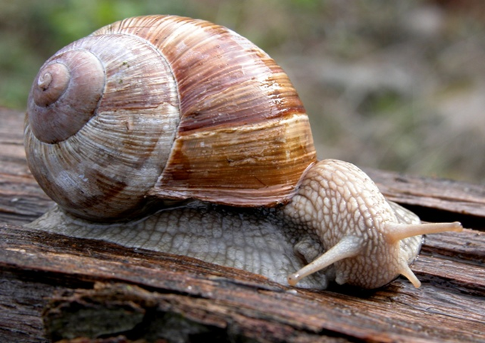 Snegle - Helix pomatia