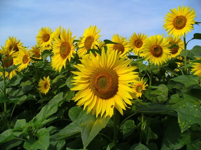 Solsikke - Helianthus annuus