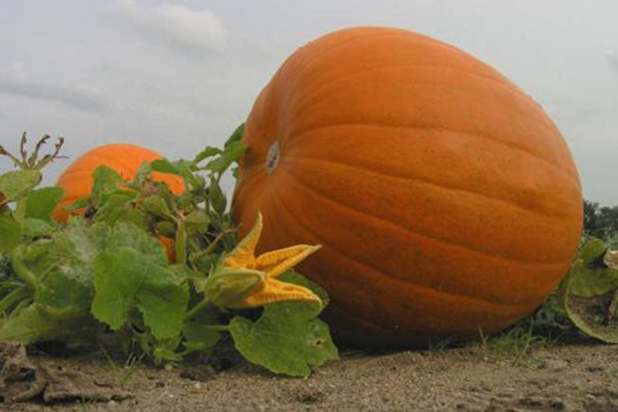 Spaghettifrugt - Cucurbita pepo