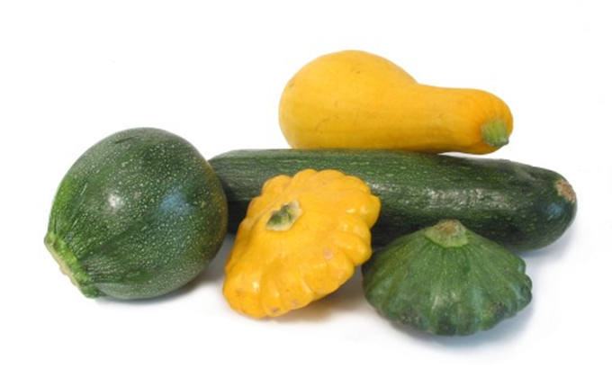 Squash - Cucurbita pepo