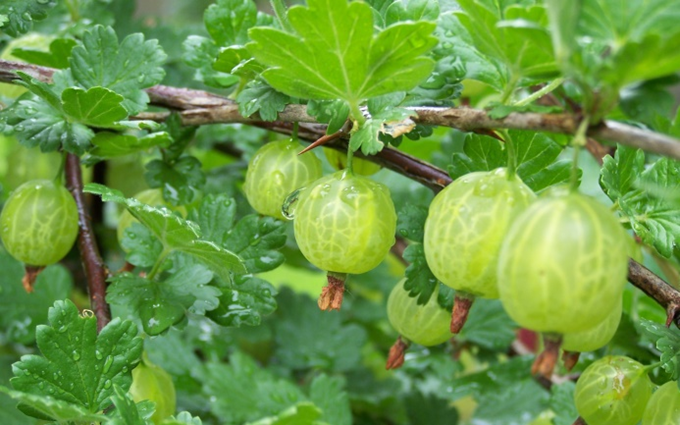 Stikkelsbær - Ribes grossularia