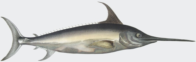 Sværdfisk - Xiphias gladius