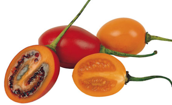 Tamarillo - trætomat - Cyphomandra betacea