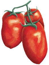 Tomat - Lycopersicum esculentum
