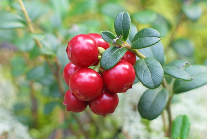 Tranebær - Vaccinium oxycoccos