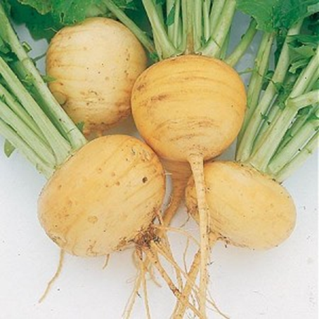 Turnips