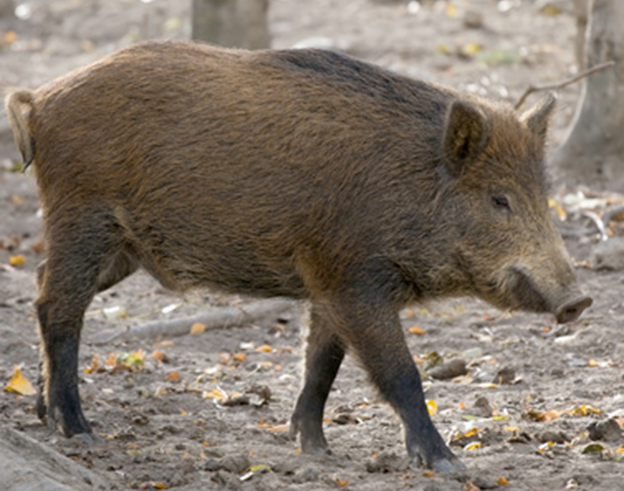 Vildsvin - Lus scrofa