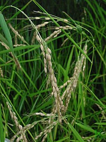 Ris - Oryza sativa