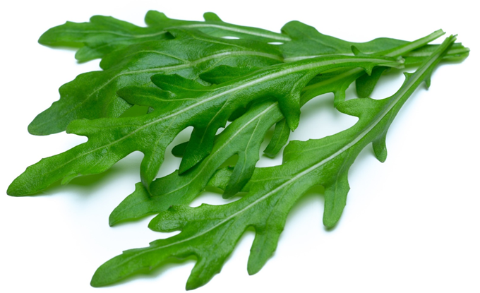 Rucola