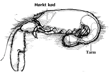 Indkøb af Skaldyr