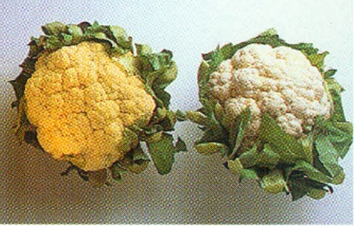 Broccoli og blomkål med ost
