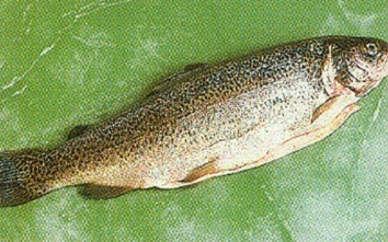 Forel med mandeldække