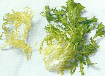 Bladsalat – der findes mange slags