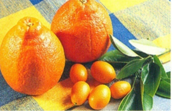 Citrusguide