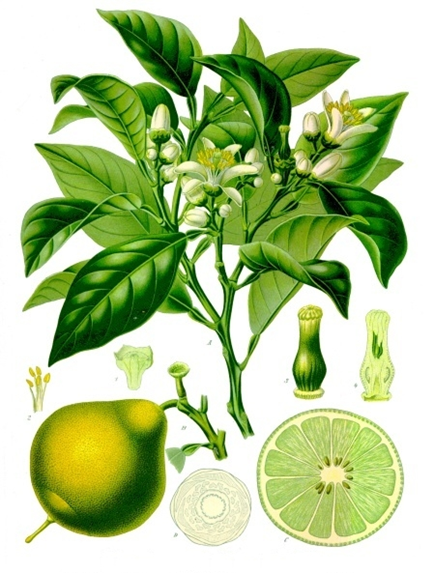 Bergamot - info fra Kogebog.dk