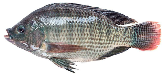 Tilapia ferskvandsfisk